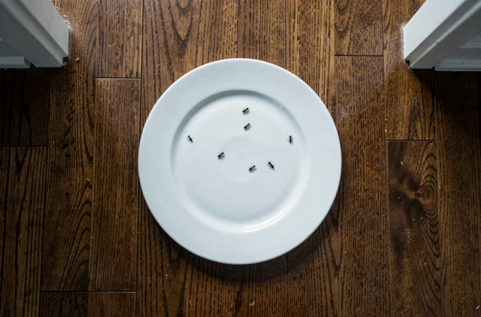 Vue de dessus d'une assiette blanche sur parquet sombre révélant des puces noires sauteuses, méthode de détection à domicile